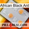 African Black Ant 24